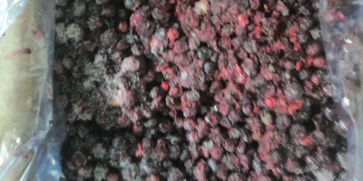 Vendita mirtilli congelati, Quantità 8.000 kg, Confezione kk 11/1
