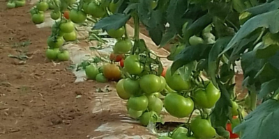 Kiváló minőségű paradicsom Marokkóból. Gazdag ízükről, optimális frissességükről és