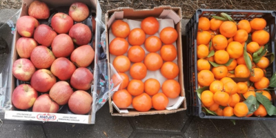 Wholesale tangerines from Greece, two pallets, plastic box price