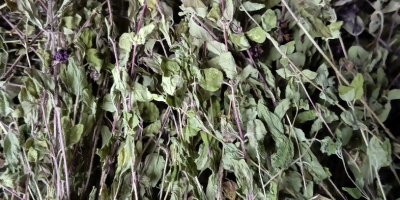 Hello, I am offering for sale oregano herb dried