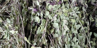 Hello, I am offering for sale oregano herb dried