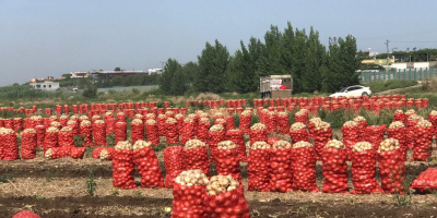 Főzőburgonya ára (tonna): 365 € A burgonya közepes méretű,