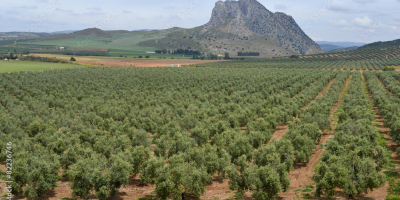 Olive Oils manufacturers from Spain. We try to sell