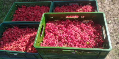 Ich werde chinesische Schisandra-Früchte, gefroren, in Großhandelsmengen verkaufen. Polnisches