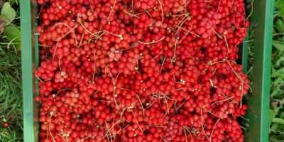 Ich werde chinesische Schisandra-Früchte, gefroren, in Großhandelsmengen verkaufen. Polnisches