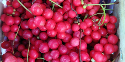 Ich werde chinesische Schisandra-Früchte, gefroren, in Großhandelsmengen verkaufen. Polnisches