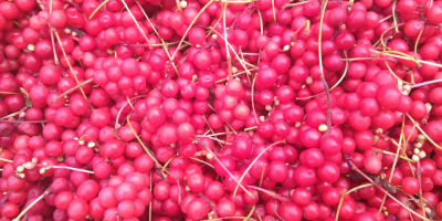 Ich werde chinesische Schisandra-Früchte, gefroren, in Großhandelsmengen verkaufen. Polnisches