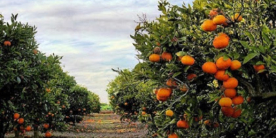 Fresh and delicious oranges straight from Tortosa Looking for