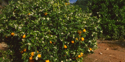 Fresh and delicious oranges straight from Tortosa Looking for