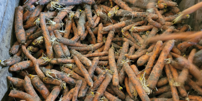 I will sell unwashed carrots, 10 kg bag, 2.5-5