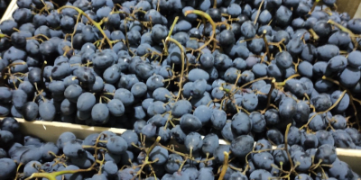 Fresh grapes &quot;Moldova&quot;.