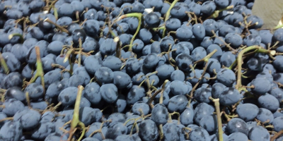 Fresh grapes &quot;Moldova&quot;.