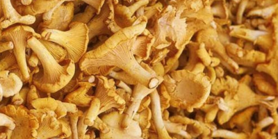 Fresh Chanterelle Mushrooms – Available in Large Quantities We