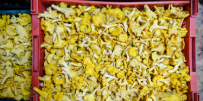 Fresh Chanterelle Mushrooms – Available in Large Quantities We