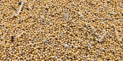 Ще продам ~24 тона бяла горчица, собствен продукт от