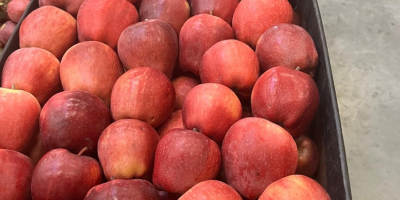 We sell apples of different varieties at different prices.