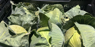 I am selling smooth cabbage, harvest forecast for May.