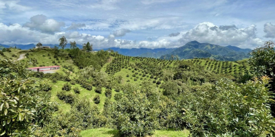 Wir bieten frische HASS-Avocados der Güteklasse 1 aus Kolumbien