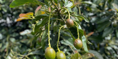 Wir bieten frische HASS-Avocados der Güteklasse 1 aus Kolumbien