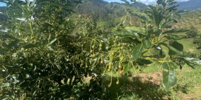 Wir bieten frische HASS-Avocados der Güteklasse 1 aus Kolumbien