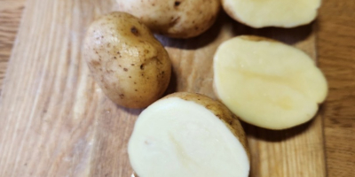 Potatoes Melody, Gála, Madrid, Nektár.