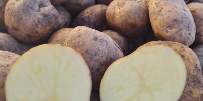 Potatoes Melody, Gála, Madrid, Nektár.