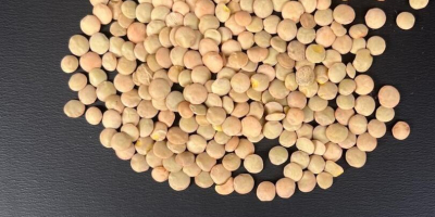 We are happy to offer you green lentils type