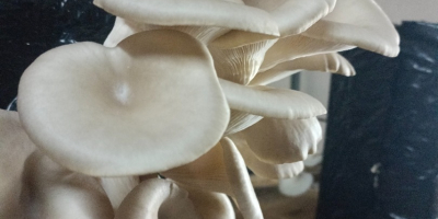 Oyster mushrooms available for sale from our own farm.