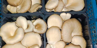 Oyster mushrooms available for sale from our own farm.