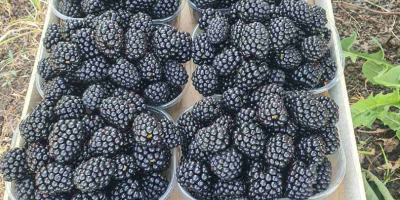 I am selling a large quantity of fresh blueberries.