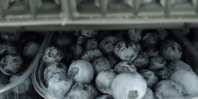 I am selling a large quantity of fresh blueberries.