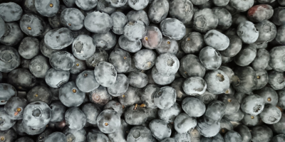 I am selling a large quantity of fresh blueberries.