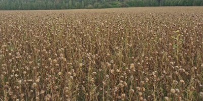 Ciulin de lapte organic. Uscat si curat.