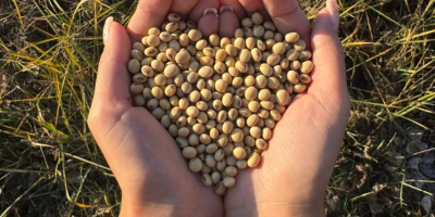 Soybean seed is the most common among grain legumes