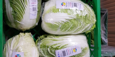 The Polish company MM TRADE CONSULTING offers cabbage from