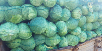 The Polish company MM TRADE CONSULTING offers cabbage from