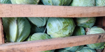 The Polish company MM TRADE CONSULTING offers cabbage from