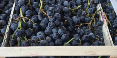 I own over 70 tons of black table grapes