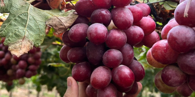 Red Globe szőlő exportra - Piura, Peru Kiváló minőségű