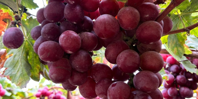 Red Globe Grapes for Export - Piura, Peru We