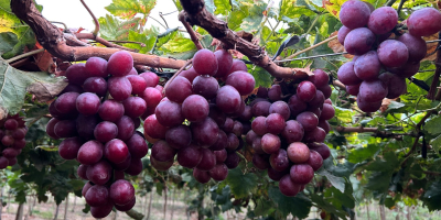 Red Globe szőlő exportra - Piura, Peru Kiváló minőségű