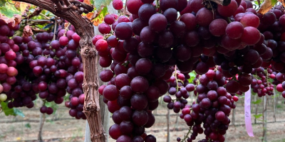 Red Globe Grapes for Export - Piura, Peru We