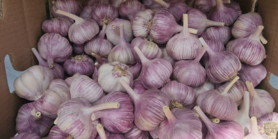 Purple garlic harvested in December 2024, already dried. I