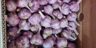 Purple garlic harvested in December 2024, already dried. I