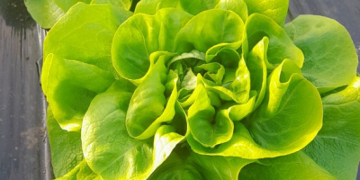 Buttersalat für eine Woche, eineinhalb Wochen zu verkaufen. Größere