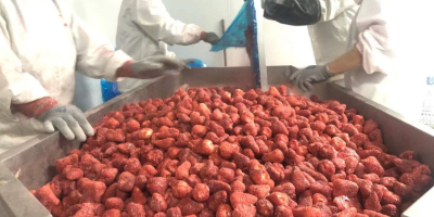 Gefriergetrocknete Früchte, Erdbeeren – 16 $/kg. Weltweiter Export aller