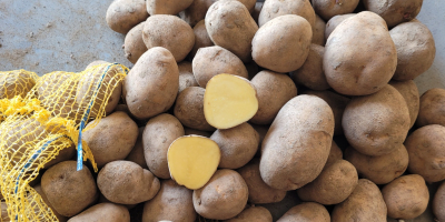Картофи за трапеза от сортовете Мелъди, Катания, Юрек, Мариола,