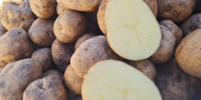 Potato Gala,Madrid,Melody,Nectar