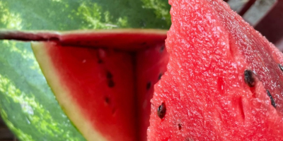 Wassermelonen verschiedener Sorten erhältlich von Ende Juni bis Anfang