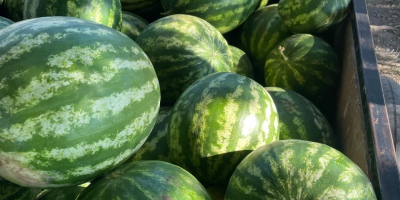 Wassermelonen verschiedener Sorten erhältlich von Ende Juni bis Anfang